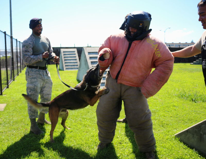 Illustration for article titled What It’s Like To Be Attacked By An Attack Dog